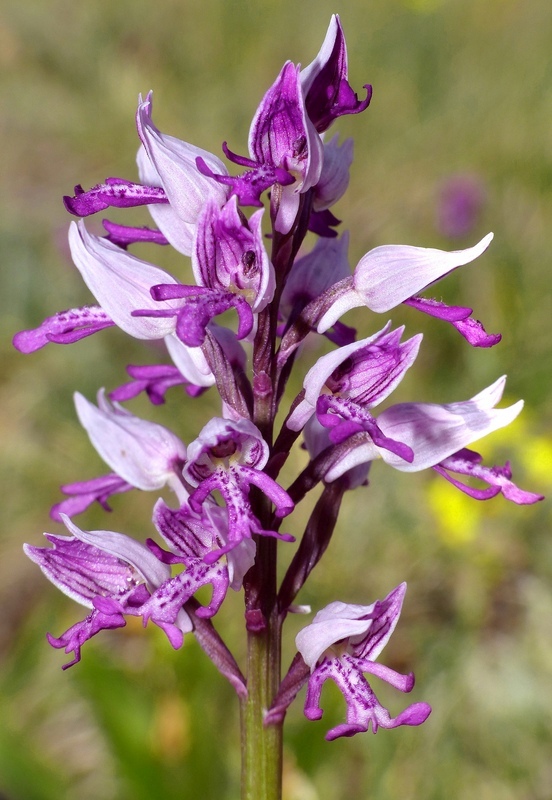 Orchis militaris, Orchis purpurea, Orchis x hybrida  Preappennino aquilano -  2022.